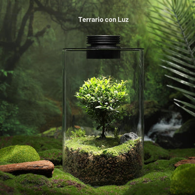 Terrario Vidrio con Luz Crecimiento para Suculentas y Betta
