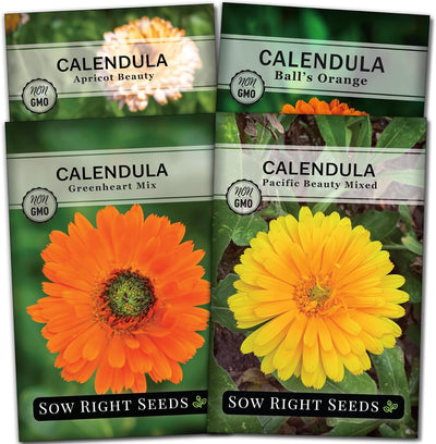 Semillas caléndula para jardín doméstico 4