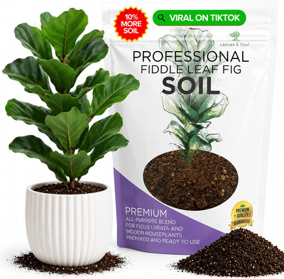 Tierra para plantas interior higuera hoja violín 2.2qt