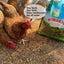 Gusanos harina 5lb 100% sin OMG para pollos y mascotas