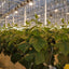 10 Ganchos Soporte Tomate 32.8" Cuerda Vegetales