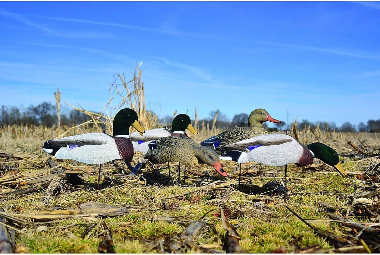 Mallard concha completa pack variado cabezas flocadas