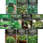 10 Semillas Verduras Power Greens Otoño Primavera