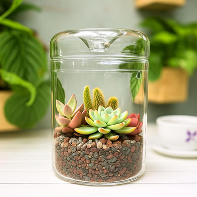 Maceta Vidrio 6x9pulg para Suculentas y Helecho Decoración