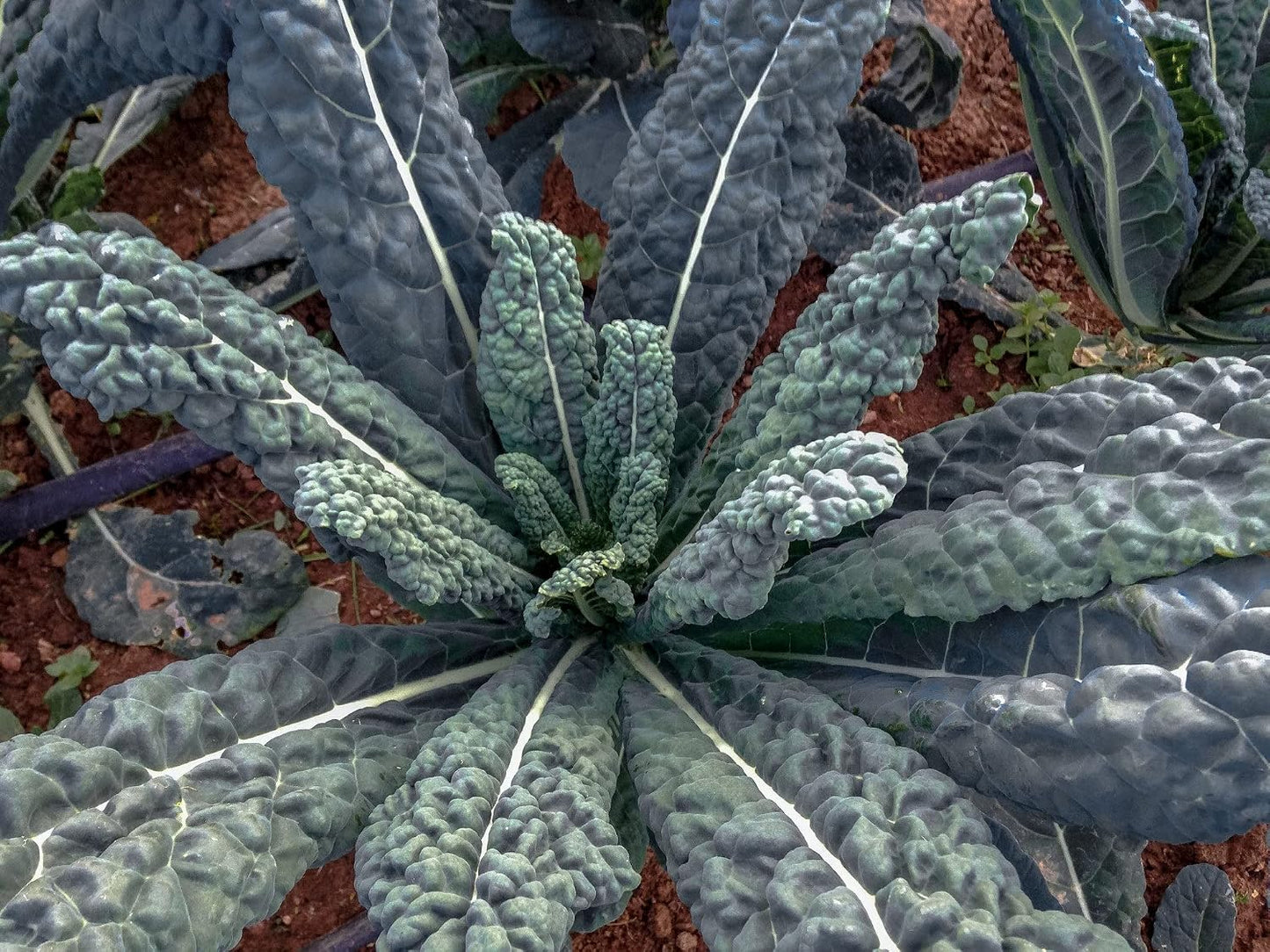 1000 Semillas Col Rizada Lacinato Toscana Negra para Plantar
