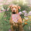 Bandana floral perro 2uds ajustable medianos grandes