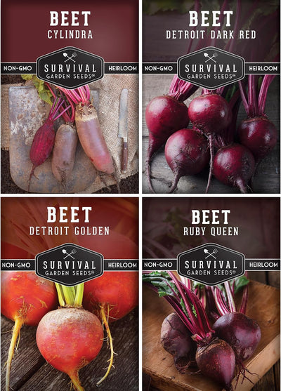 Semillas Beet Collection Detroit Red Golden Ruby Queen Cylindra