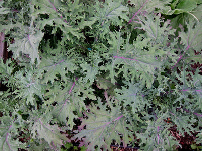 Semillas col rizada rusa roja orgánica 1/2lb