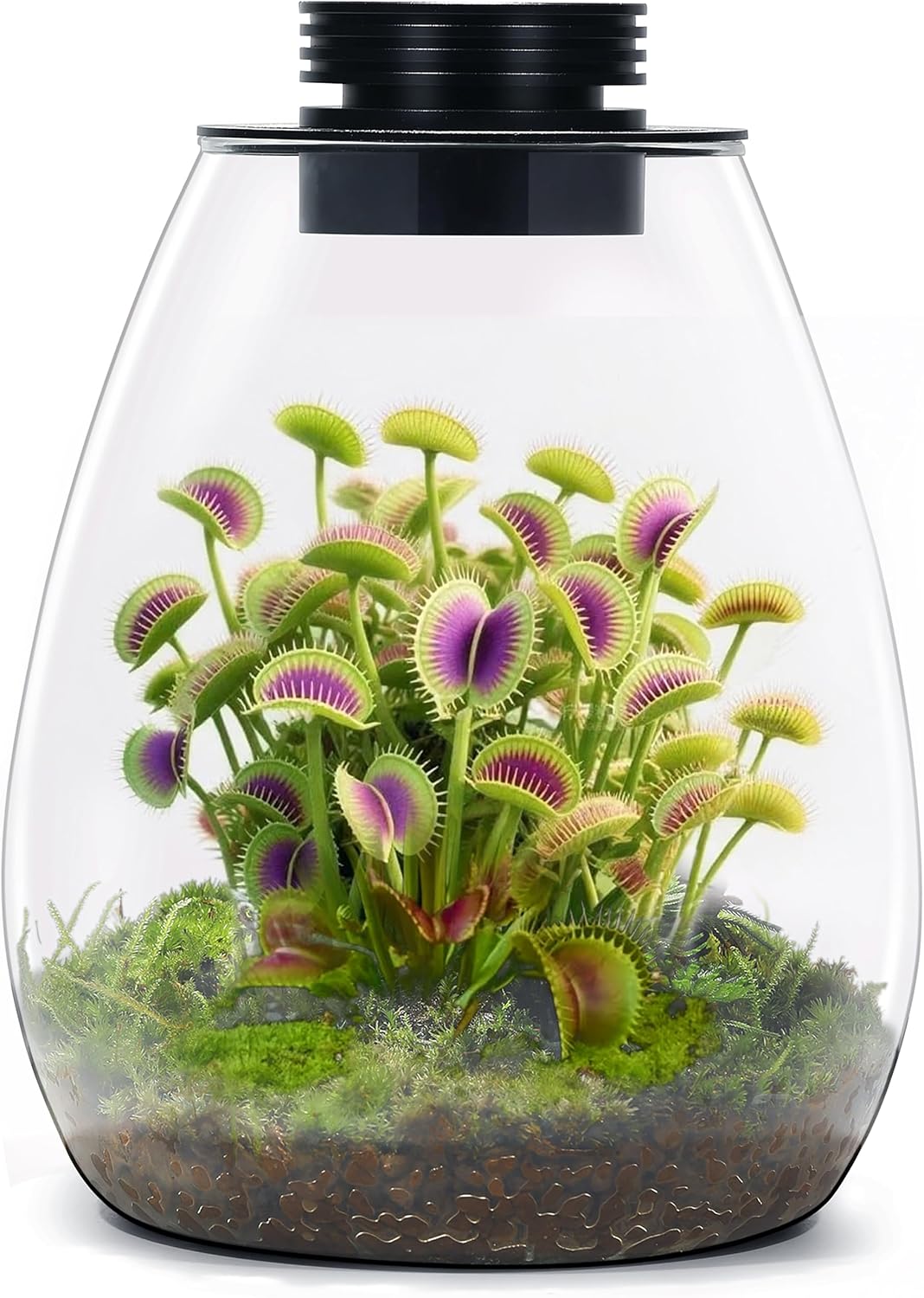 Terrario cristal con luz crecimiento para suculentas y plantas