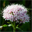 Semillas valeriana para plantar jardín al aire libre sin OMG