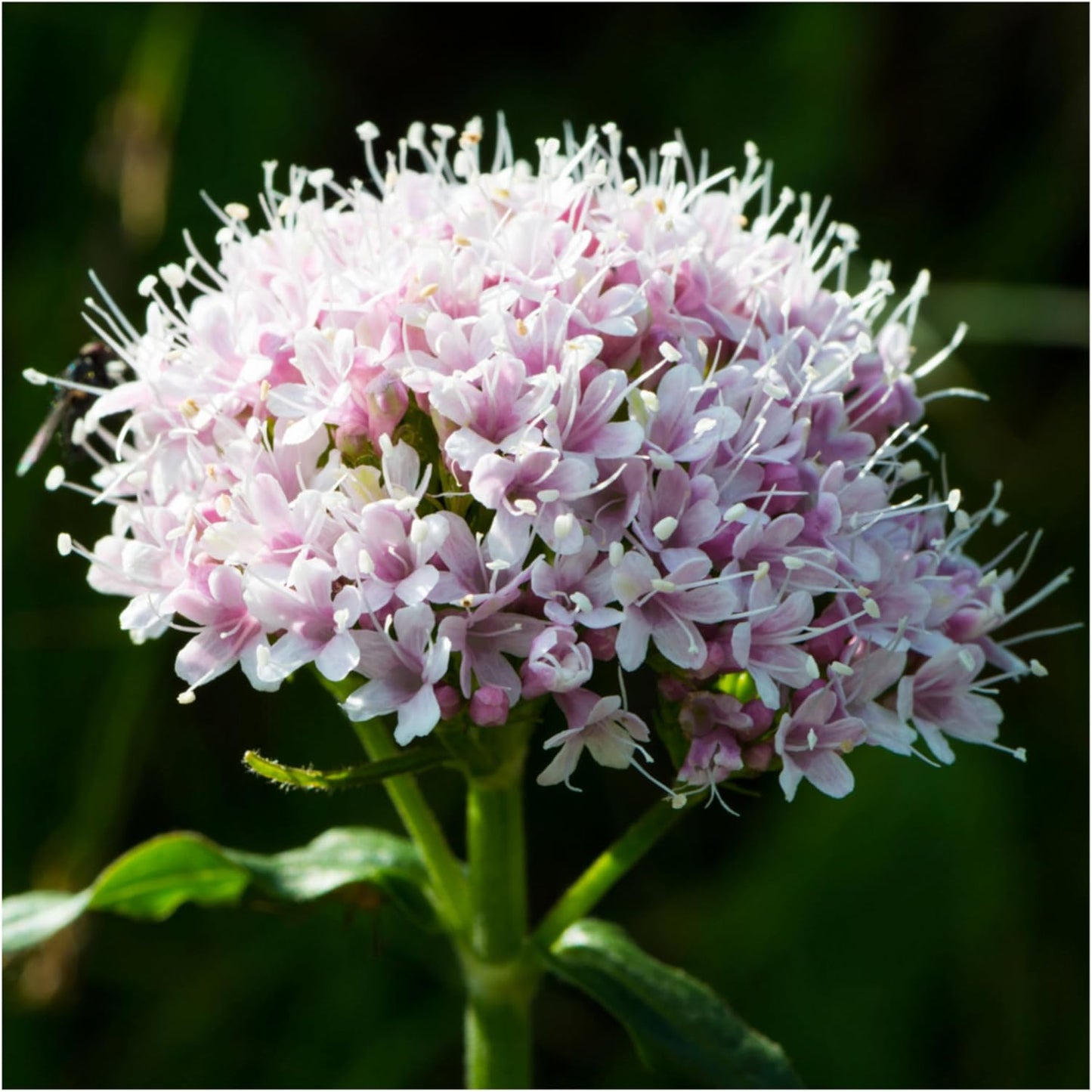 Semillas valeriana para plantar jardín al aire libre sin OMG