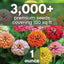 Paquete 3000 semillas Zinnia California Giants 1oz