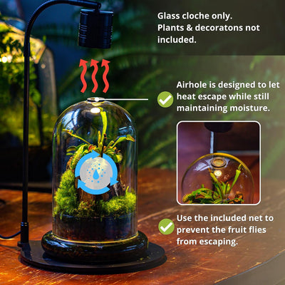 Cloche cristal base orificio aire terrario 5.9x5.9x8.2pulg