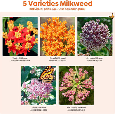 Semillas algodoncillo para mariposas monarca paquete 5