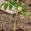 Cordel jardín verde 98ft lazo suave para plantas