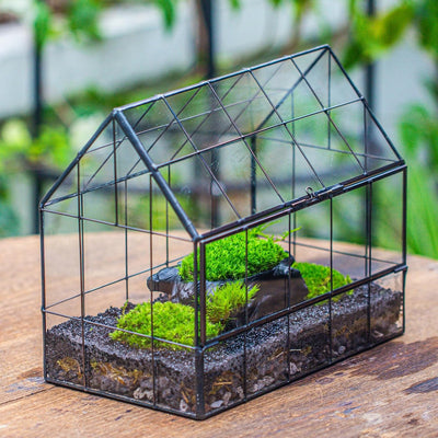 Terrario vidrio geométrico para suculentas