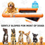 Rampa piscina perros hasta 200lb antiderrap con escalera