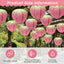 Faroles papel fresa 8-12 pulgadas rosa decoración fiesta