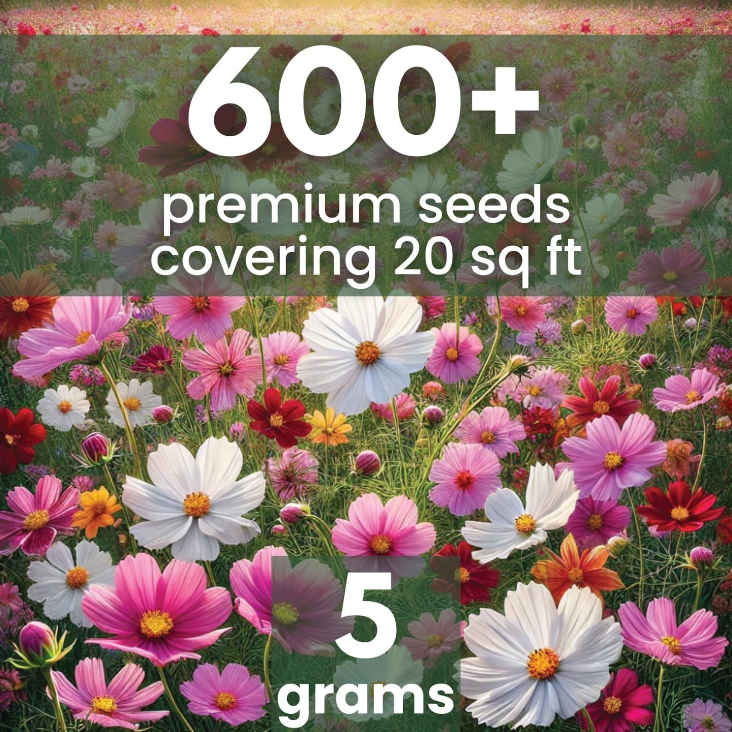 Sobre grande 0.18oz 600 semillas cosmos bipinnatus