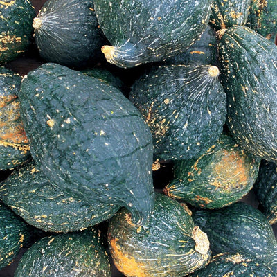 Semillas calabaza invernal True Hubbard 15 unidades