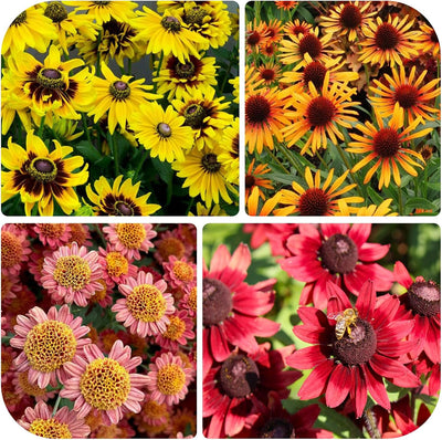 Semillas crisantemo corazón negro y equinácea para jardín
