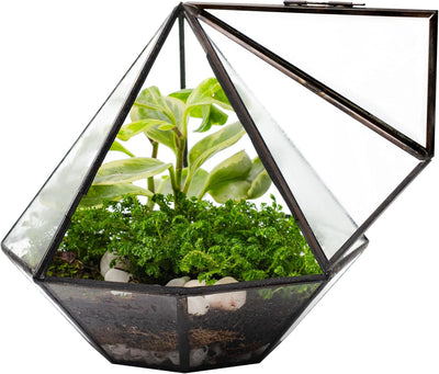 Terrario vidrio transparente con puerta para musgo y plantas