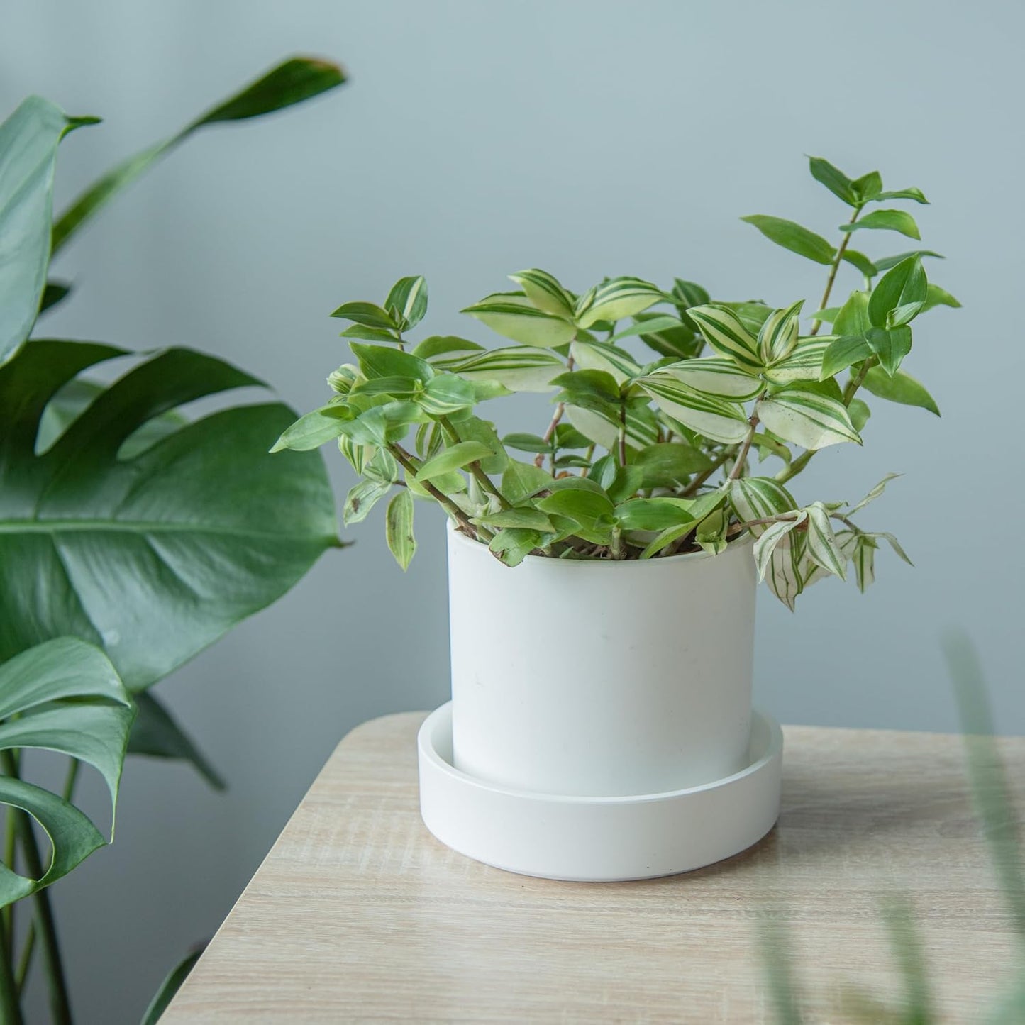 Bandeja drenaje plantas 6" set 4 blanco mate