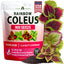 Semillas Coleus Rainbow 900uds para jardín interior y exterior
