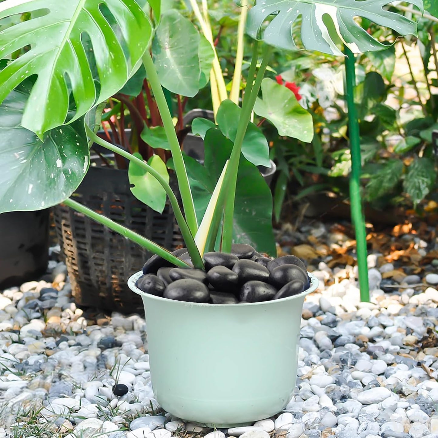 Piedras negras 5lb para plantas decorativas jardín patio