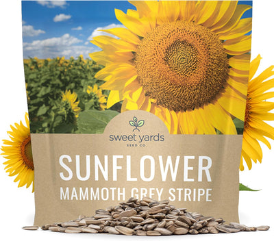 Semillas girasol Mammoth Grey Stripe 250+ polinizadas sin OMG