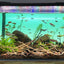 Madera flotante acuario moro rojo 10-15pulg segura ramas