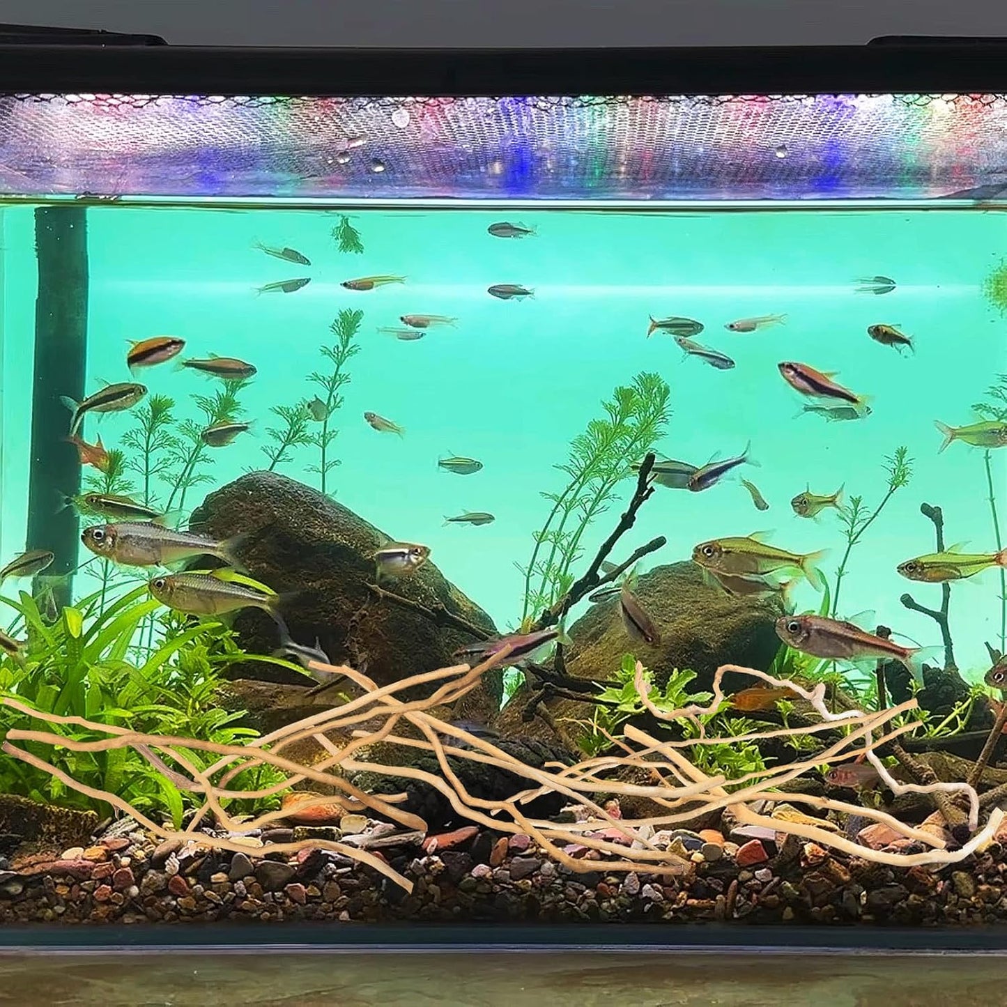 Madera flotante acuario moro rojo 10-15pulg segura ramas