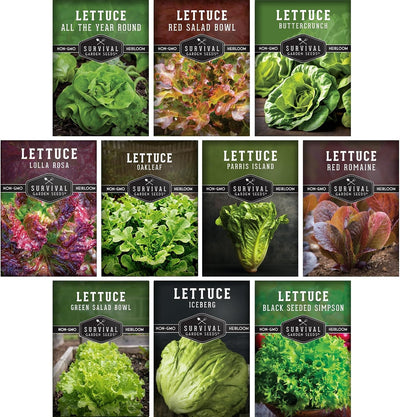 Semillas lechuga para plantar 10 variedades tradicionales