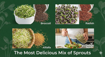 Mezcla semillas germinar brócoli rábano alfalfa 1/4libra