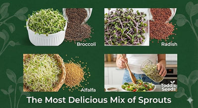 Mezcla semillas germinar brócoli rábano alfalfa 1/4libra