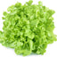 Semillas lechuga hoja roble 1000uds cultivadas EE.UU.