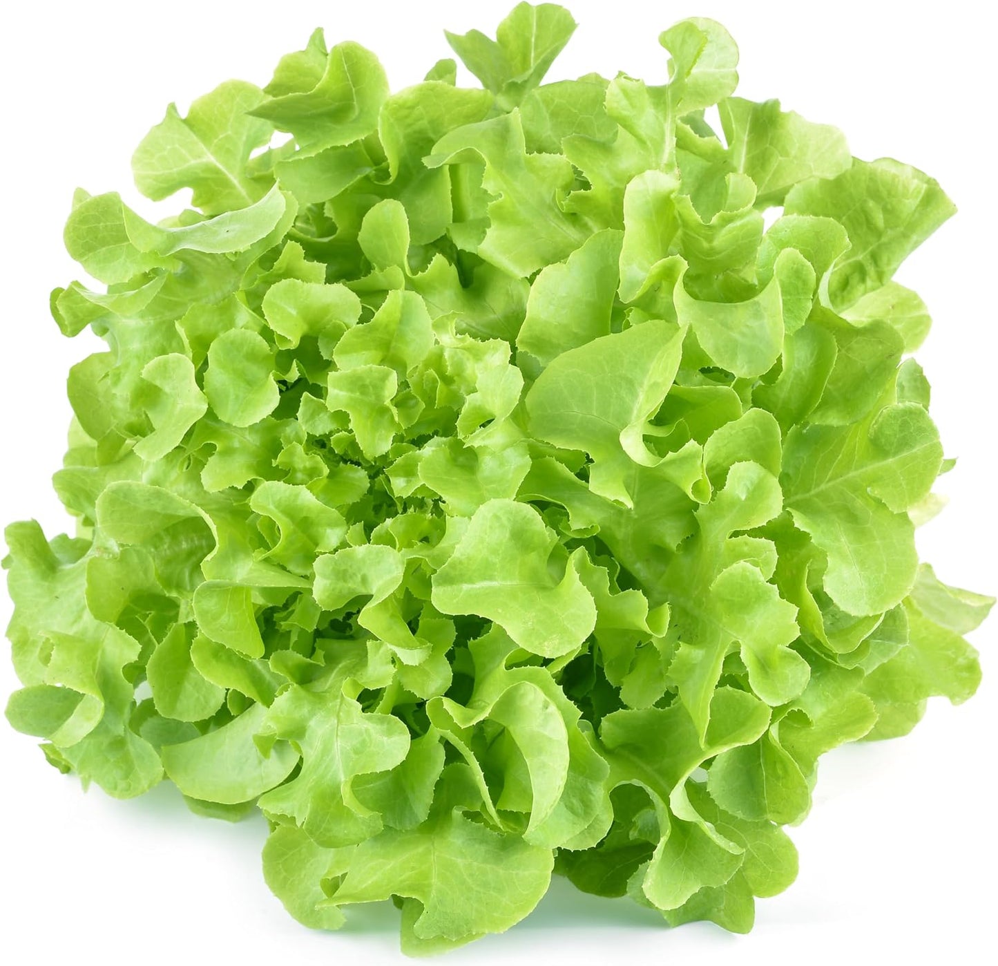 Semillas lechuga hoja roble 1000uds cultivadas EE.UU.