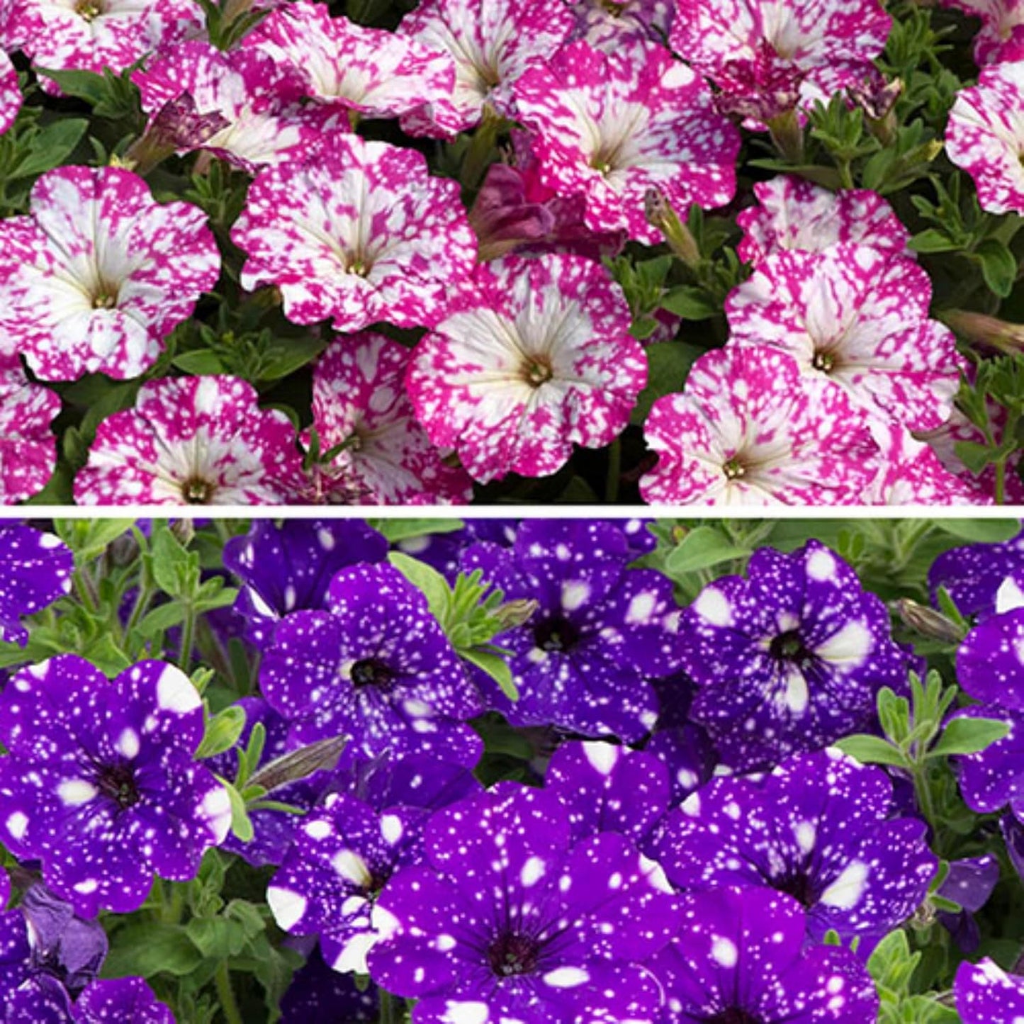 Semillas mixtas petunia onda enana para jardín