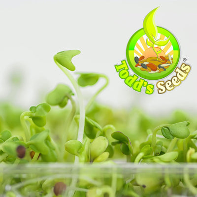 Semillas germinantes de brócoli sin químicos 2.5lb