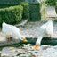 Estatuas pato resina decoración jardín piscina césped