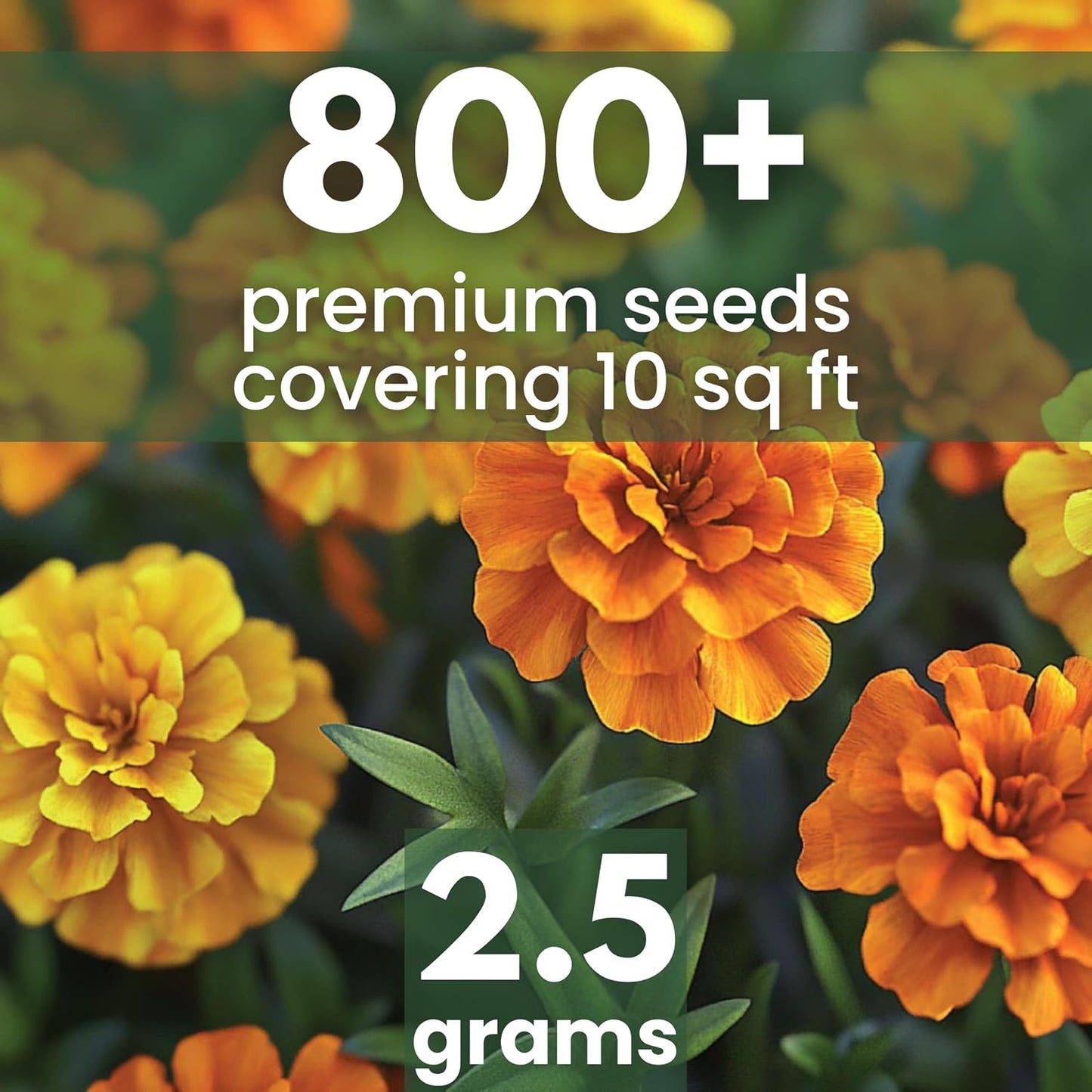 Semillas caléndula 500uds 2,500mg para plantar