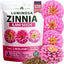 Semillas zinnia rosa 4500 luminosa anual floración rápida