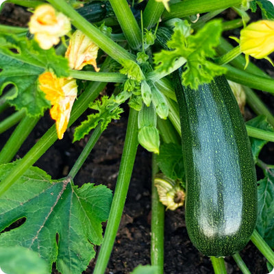 Semillas calabacín Black Beauty para plantar huerto tradicional