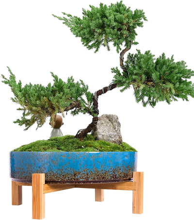 Maceta cerámica 11" soporte bambú suculentas cactus azul
