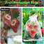 100 Bolsas Malla Reutilizables 4x6pulg para Frutas y Verduras