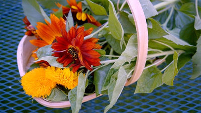 Semillas girasol paquete 10 sin OMG polinización abierta