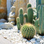 Piedras blancas decorativas 2-3" para macetas y floreros