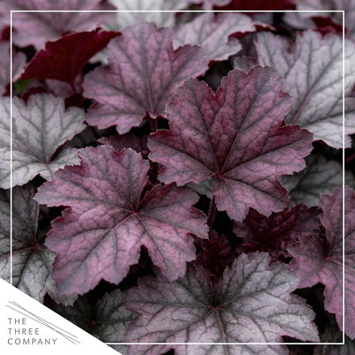 Planta Heuchera Coral Bells 10pulg maceta 1qt