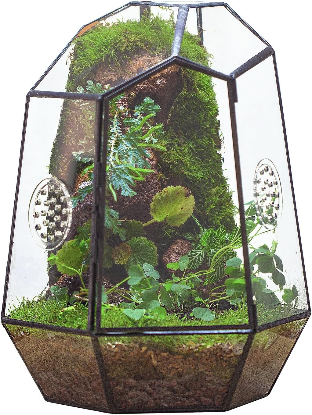 Caja cristal geométrica terrario 7.9x6.9x9.8pulg con ventilación