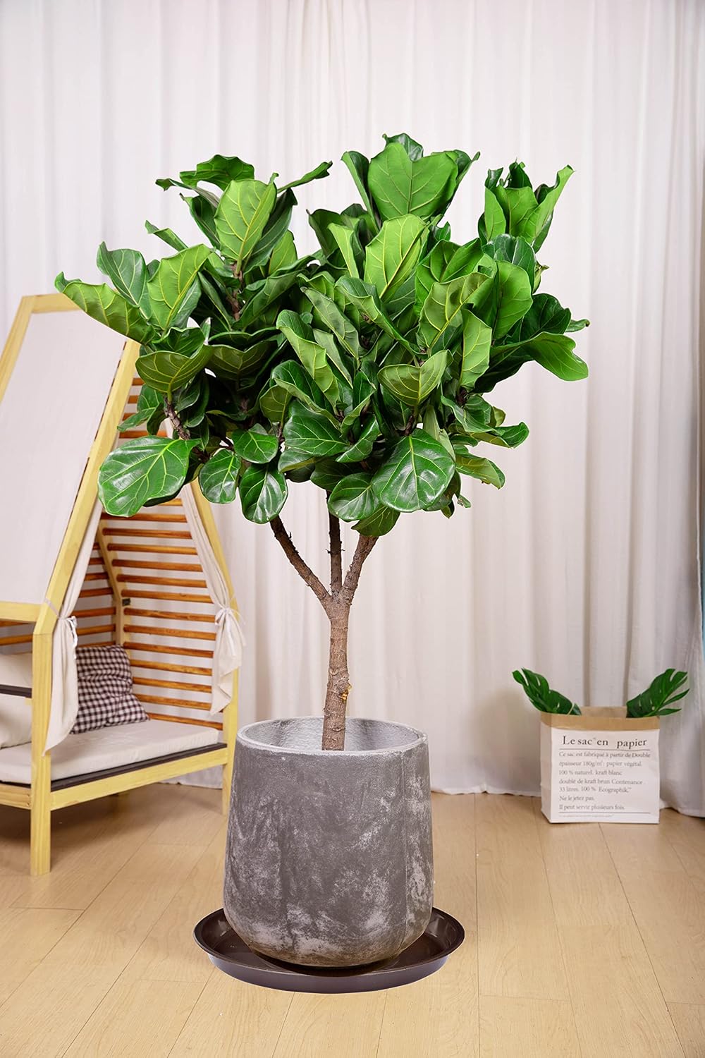 6 Platillos Plantas 20" Base 18" Bandeja Redonda